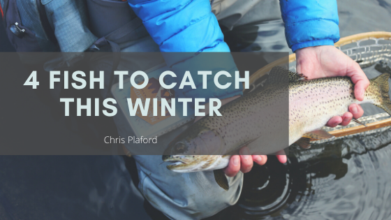 4 Fish to Catch This Winter - Chris Plaford - Wilmington, North Carolina