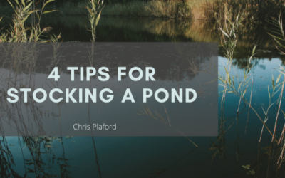 4 Tips for Stocking a Pond