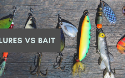 Lures vs Bait