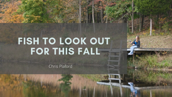 Fish to Look Out for This Fall - Chris Plaford - Wilmington, North Carolina