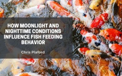 How Moonlight and Nighttime Conditions Influence Fish Feeding Behavior