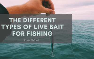 The Different Types of Live Bait for Fishing