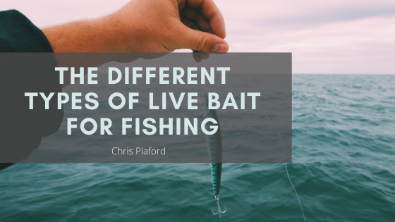 The Different Types of Live Bait for Fishing