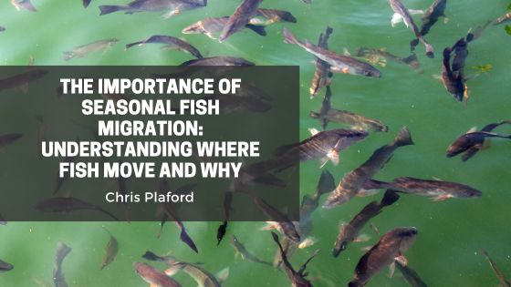 The Importance of Seasonal Fish Migration: Understanding Where Fish Move and Why